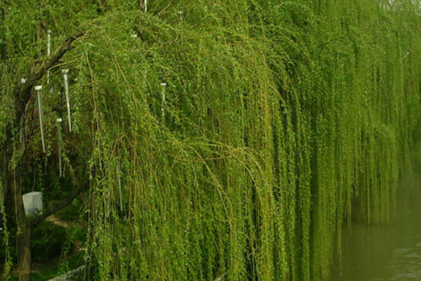 4ca55f24cc8e467982c91cb94c6b9657.jpg 4ca55f24cc8e467982c91cb94c6b9657.jpg